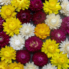 Seminte de imortele MIX, 0.75 grame