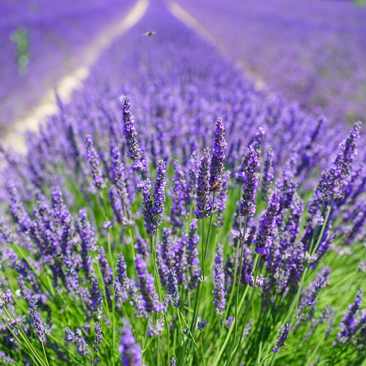 Seminte de lavanda, 0.25 grame, 1, hectarul.ro