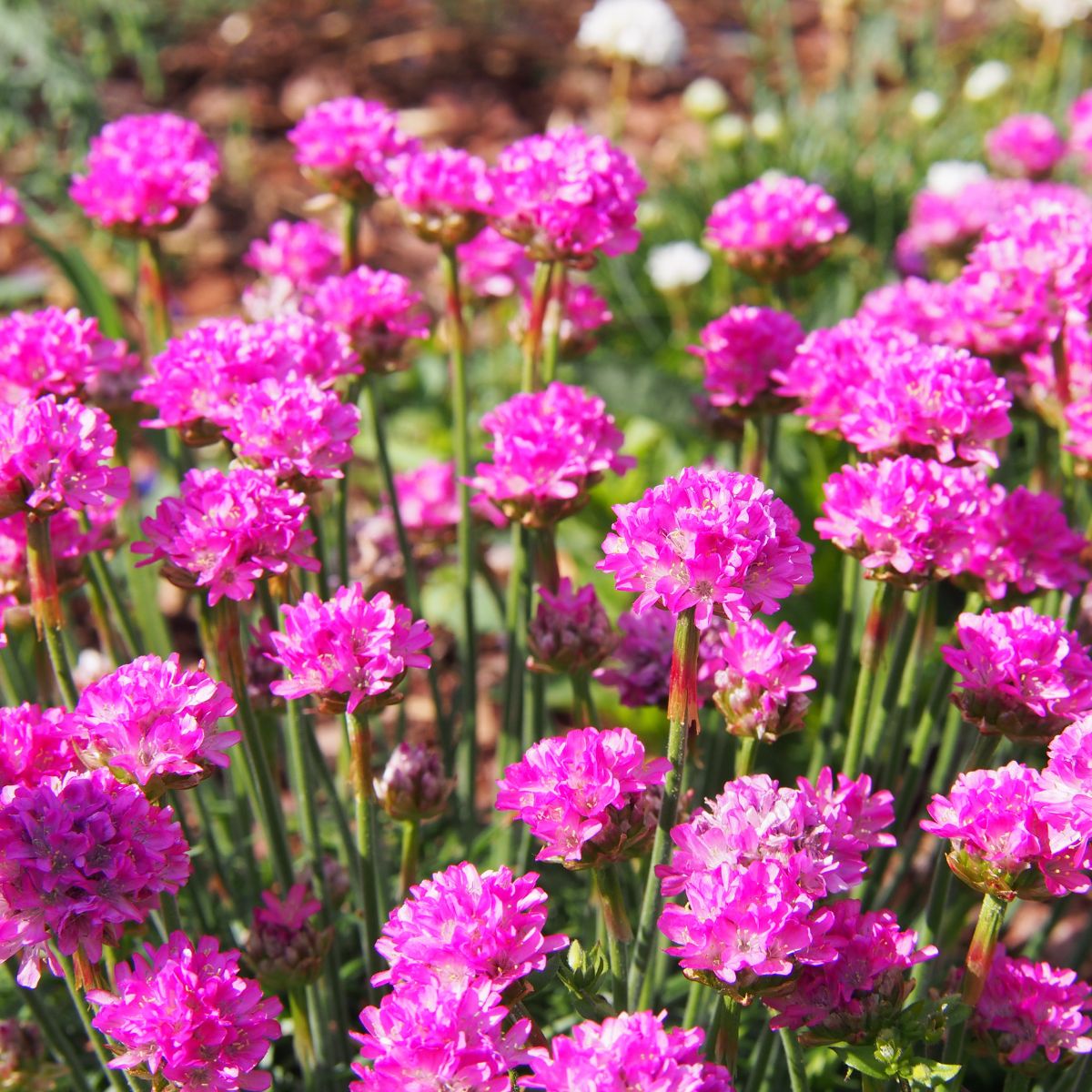 Seminte de Limba Pestelui, 0.2 grame, 1, hectarul.ro