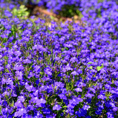 Seminte de lobelia Cristal Palace, 0.08 grame