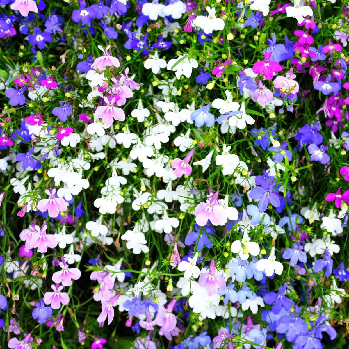 Seminte de lobelia curgatoare Collier, 0.1 grame, 1, hectarul.ro