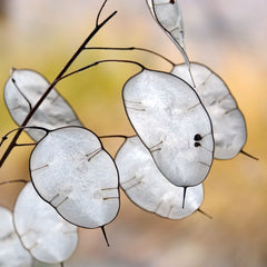 Seminte de lopatea, 1 gram