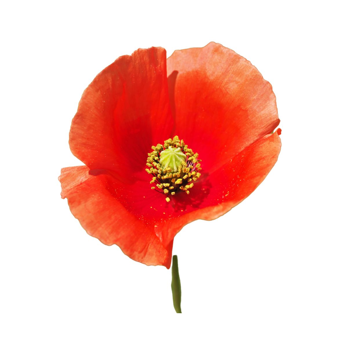 Seminte de mac de camp, 0.5 grame, 1, hectarul.ro