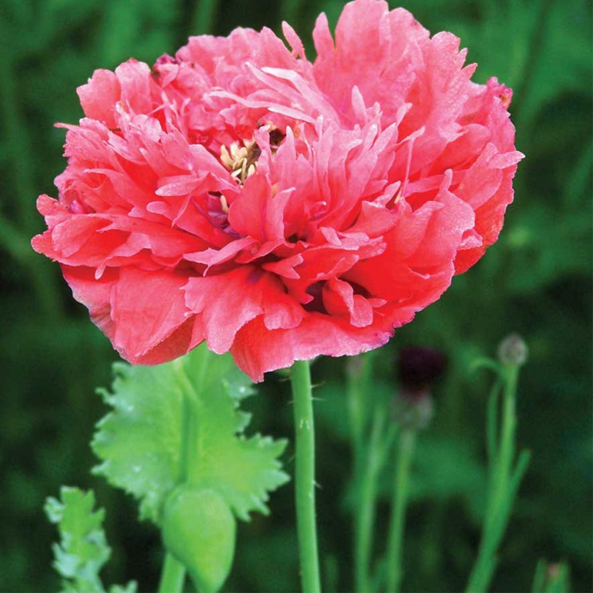 Seminte de mac pentru gradina, 1 gram, 1, hectarul.ro