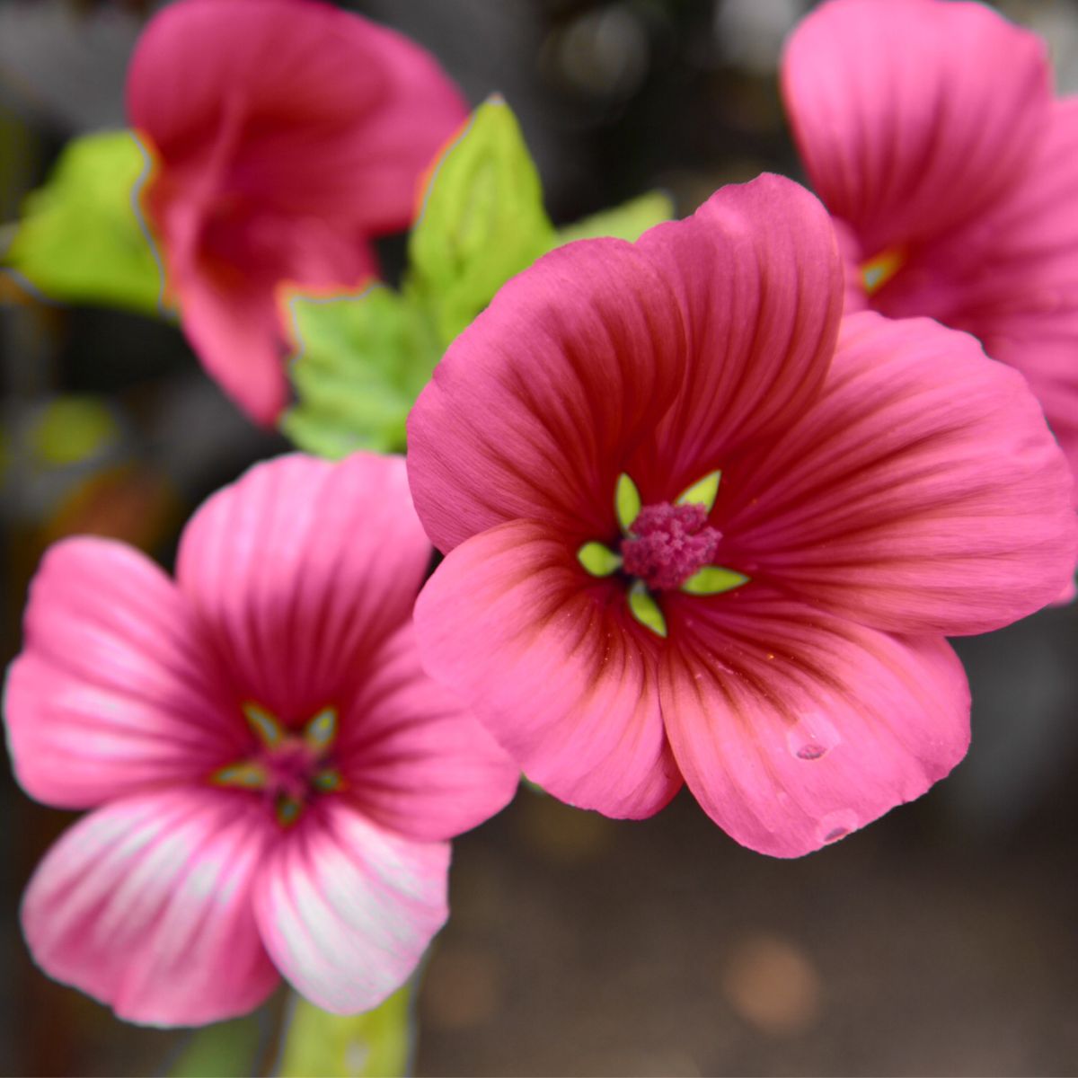 Seminte de Malope, 2 grame, 1, hectarul.ro