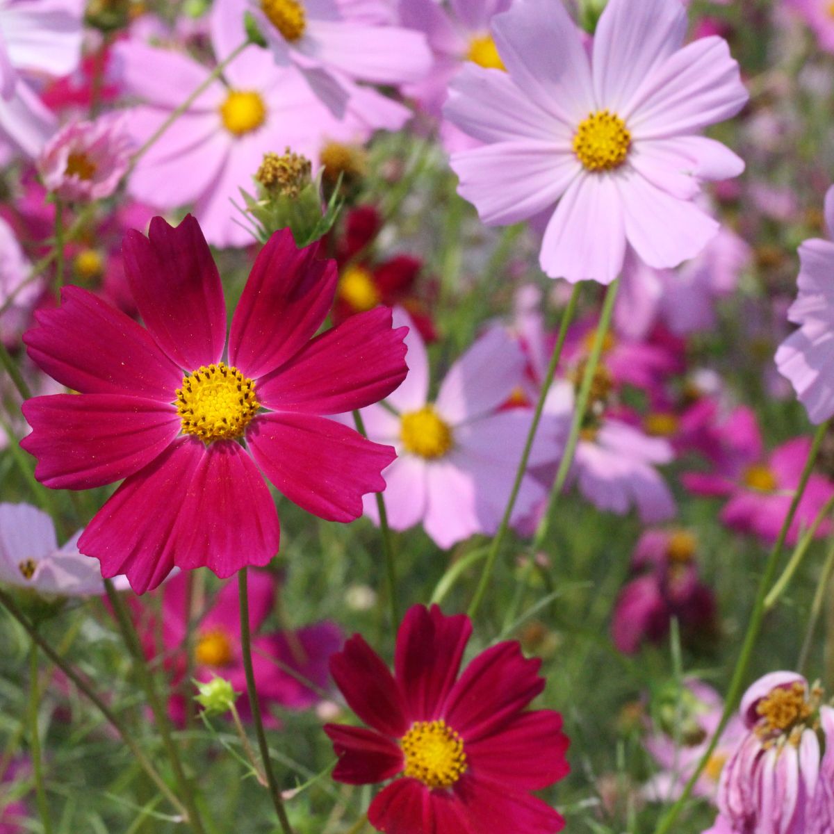 Seminte de mararite Sensation, 1 gram, 1, hectarul.ro