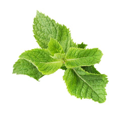 Seminte de menta aromata, 0,2 grame
