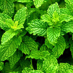 Seminte de menta dulce, 0.1 grame FLORIAN