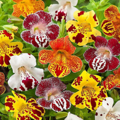 Seminte de Mimulus tigrinus, 0,2 grame OPAL