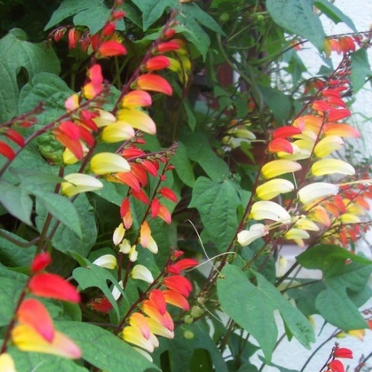 Seminte de Mina lobata, 0,5 grame OPAL, 1, hectarul.ro