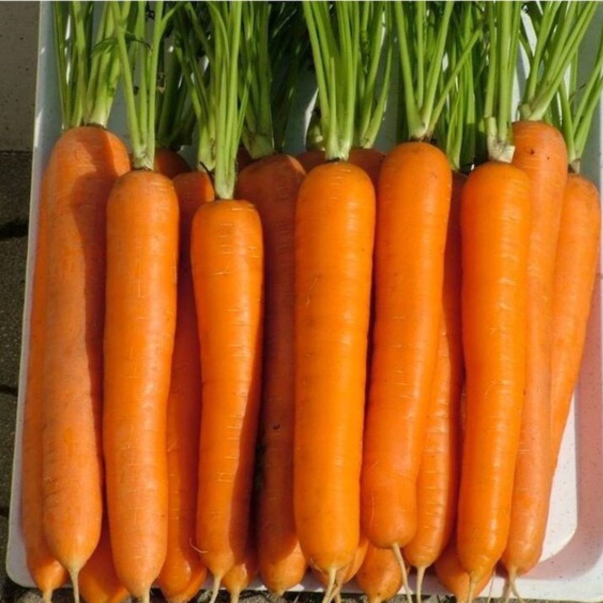 Seminte de morcov Laguna F1, 25.000 seminte NUNHEMS, 1, hectarul.ro