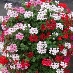 Seminte de muscata curgatoare, 0,1 grame OPAL