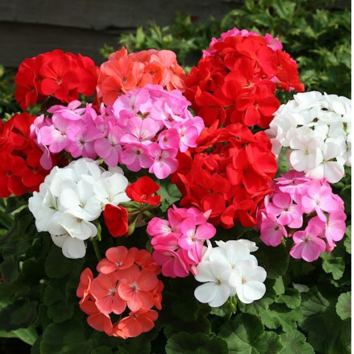 Seminte de Muscata mix, 0,1 grame OPAL, 1, hectarul.ro