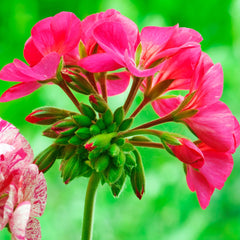 Seminte de Muscata rosie, 0,1 grame OPAL