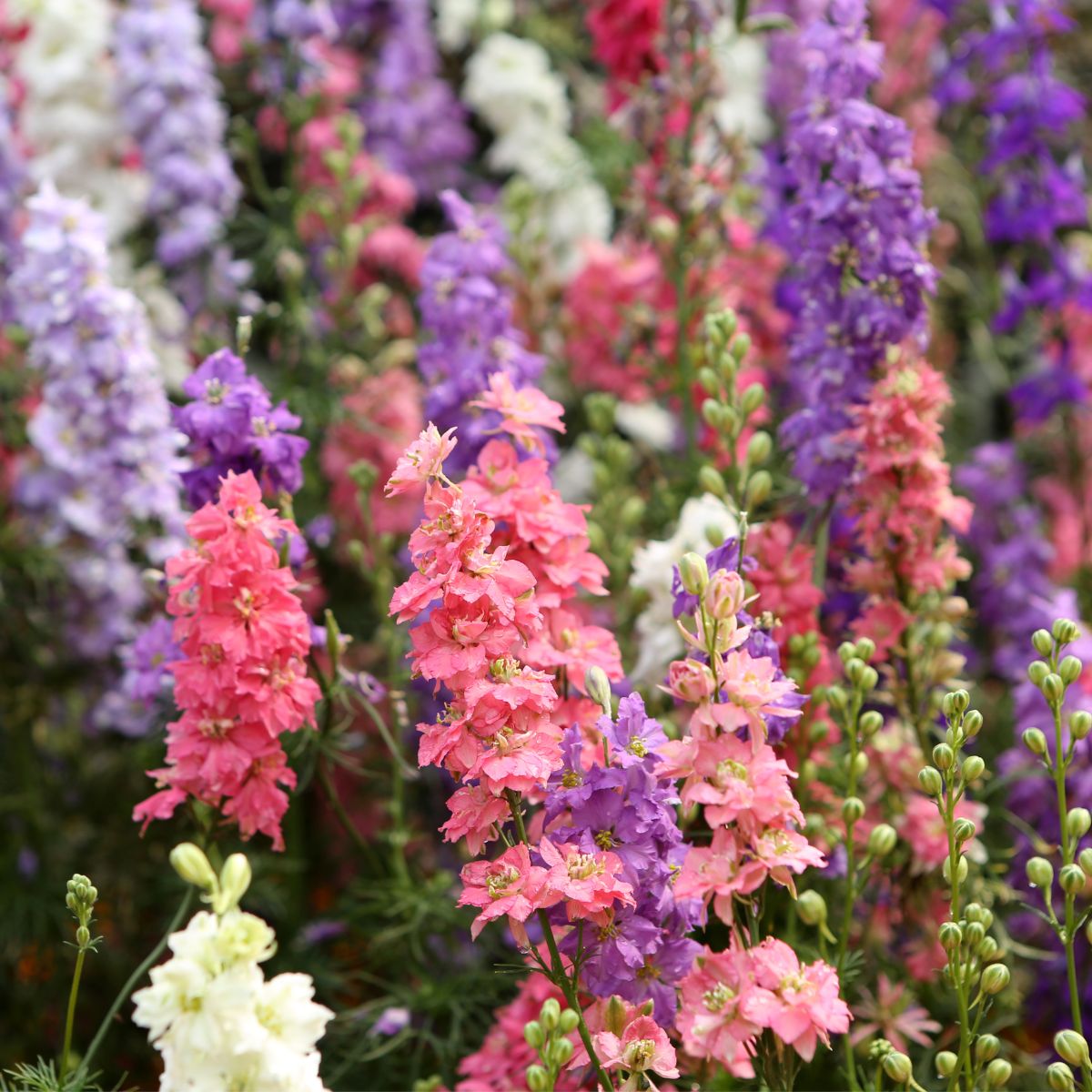 Seminte de nemtisor mix, 0.75 grame, 1, hectarul.ro