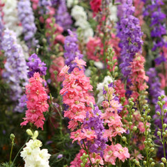 Seminte de nemtisor mix, 0.75 grame