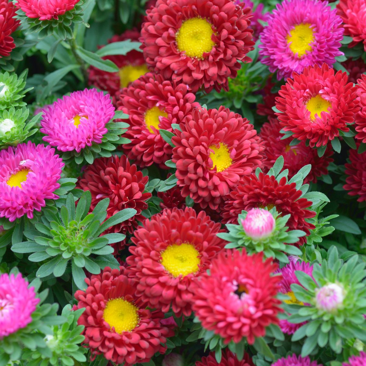 Seminte de Ochiul Boului Pitic Mix 0,7 grame OPAL, 1, hectarul.ro