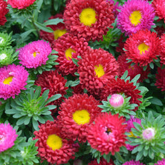 Seminte de Ochiul Boului Pitic Mix 0,7 grame OPAL