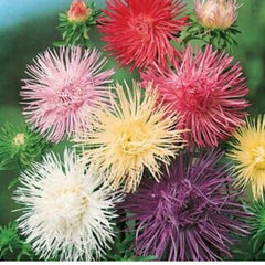 Seminte de ochiul boului pitic Needle Mix, 0,6 gr, LEGUTKO