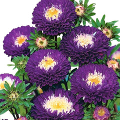 Seminte de ochiul boului pompon albastru cu alb, 1 gram FLORIAN