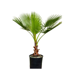 Seminte de Palmier Washington, 1 gram FLORIAN