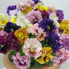 Seminte de Panselute rococo, 0,1 grame OPAL