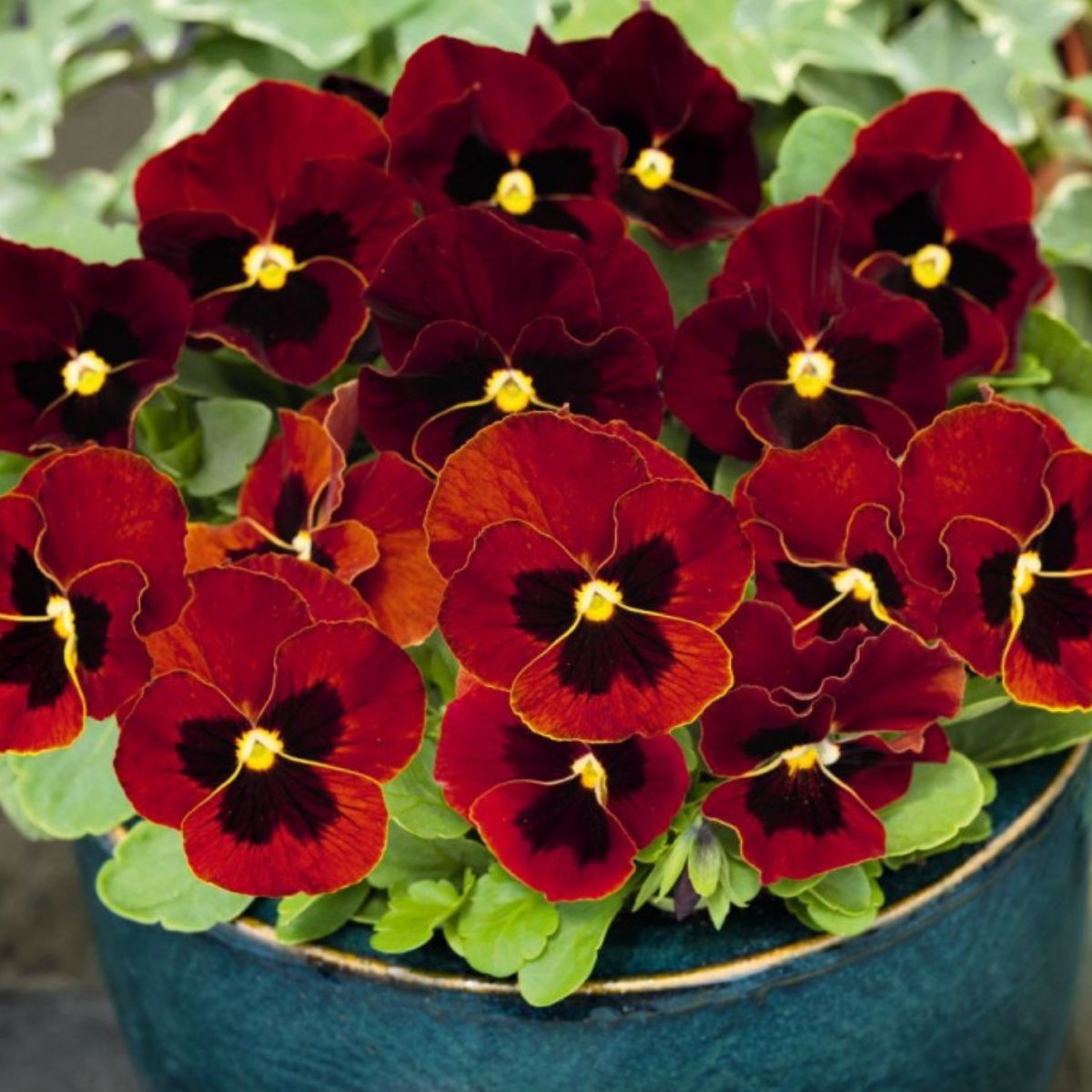 Seminte de panselute rosii, 0.15 grame, 1, hectarul.ro