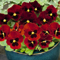 Seminte de panselute rosii, 0.15 grame