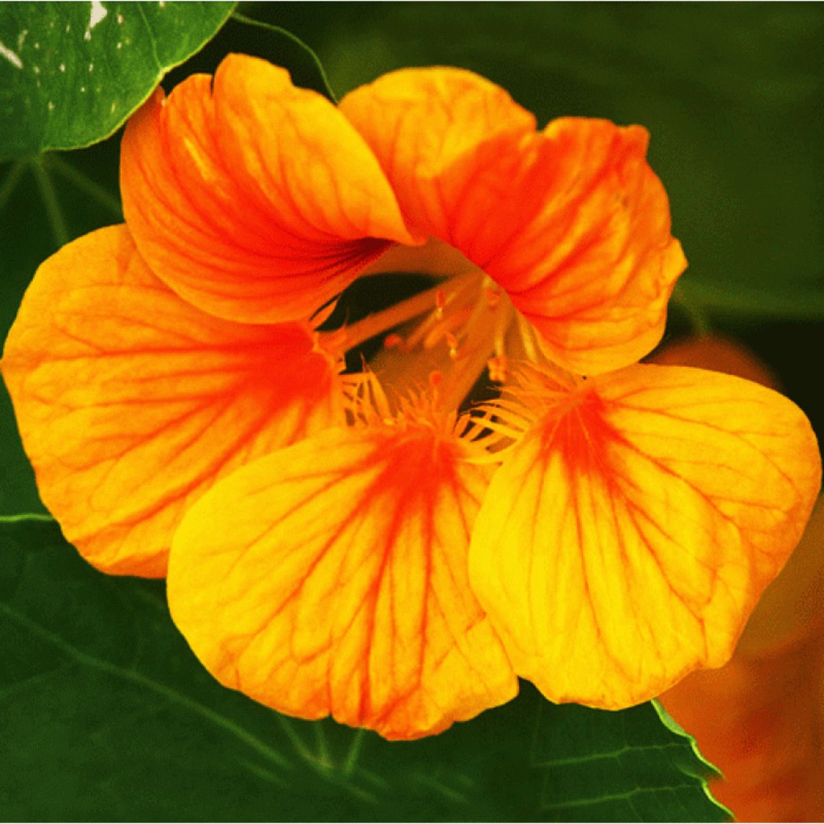 Seminte de Papucul Doamnei, 3 grame, 1, hectarul.ro