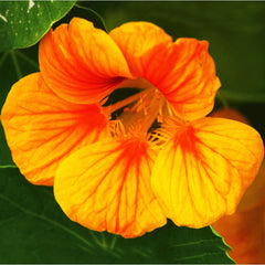 Seminte de Papucul Doamnei, 3 grame