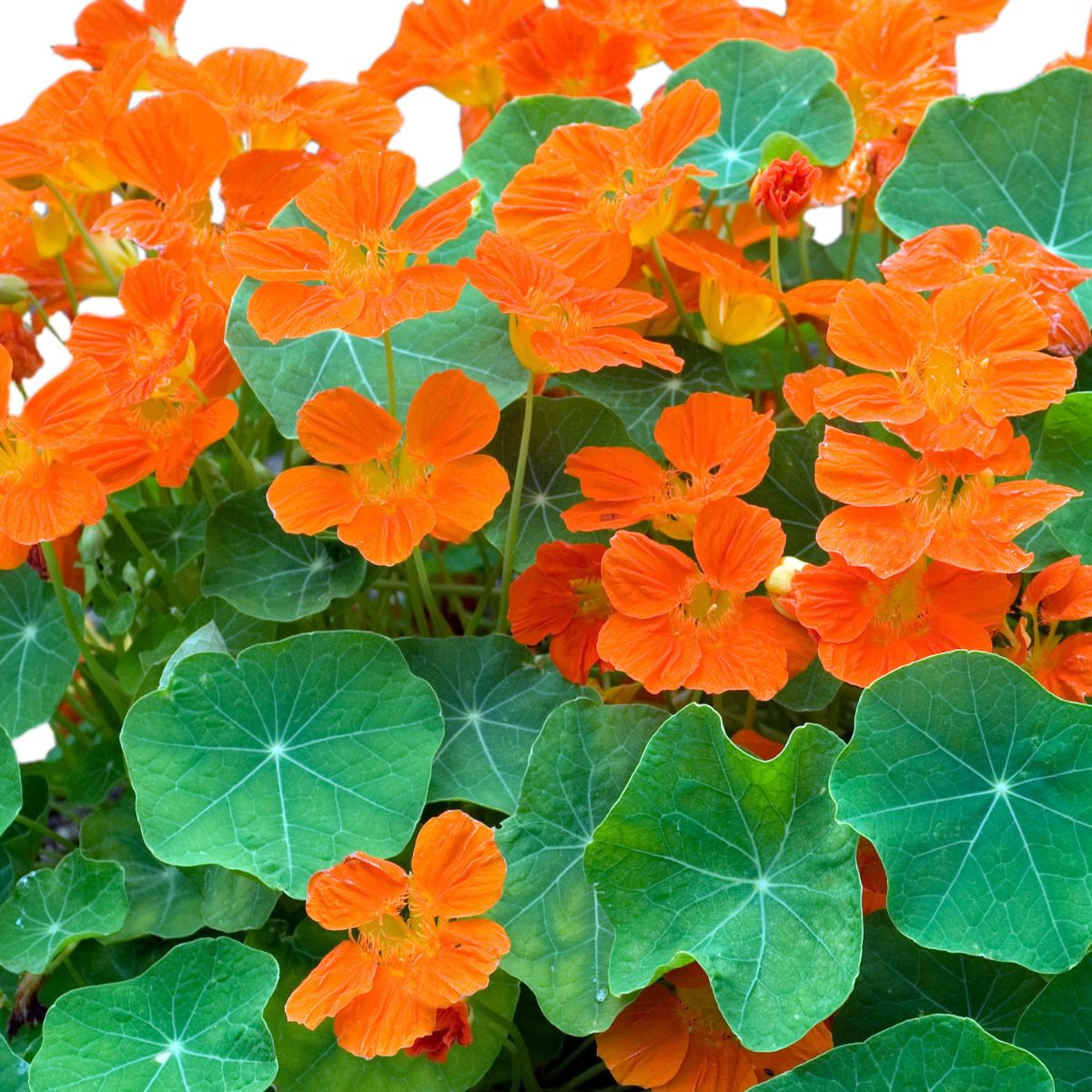 Seminte de Papucul Doamnei simplu, 3 grame, 1, hectarul.ro