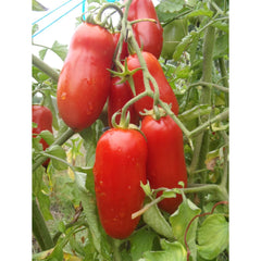 Seminte de tomate San Marzano, 0,5 grame, OPAL