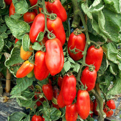 Seminte de tomate San Marzano, 0,5 grame, OPAL