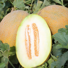 Seminte de pepene galben Flander F1, 500 seminte SYNGENTA