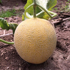 Seminte de pepene galben GALINA F1, 500 seminte, YUKSEL