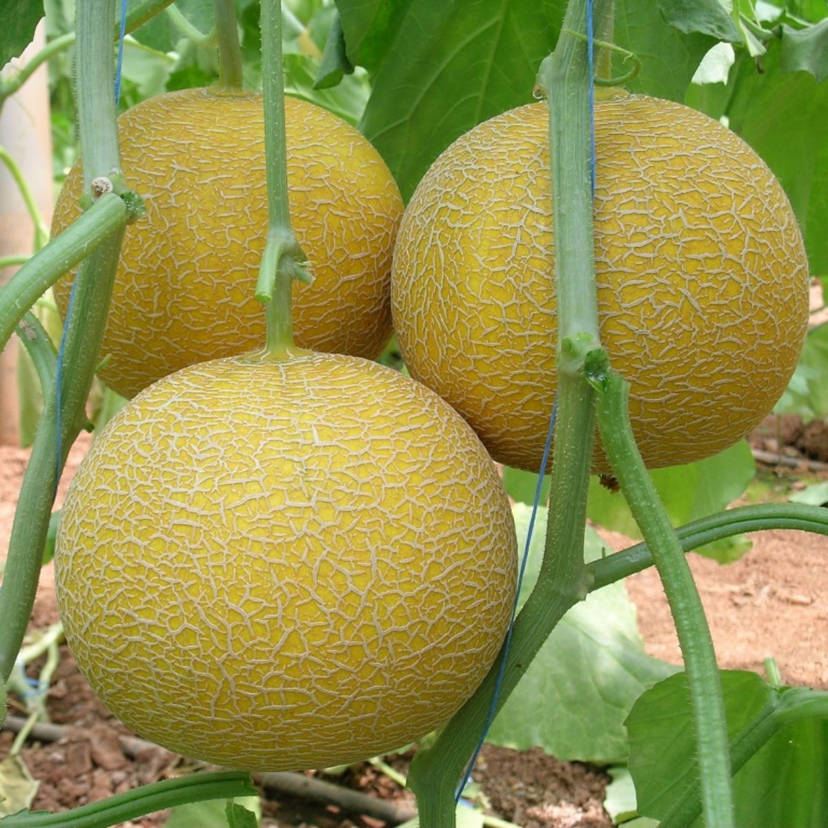 Seminte de pepene galben GEDIZ F1, 500 seminte, YUKSEL, 1, hectarul.ro