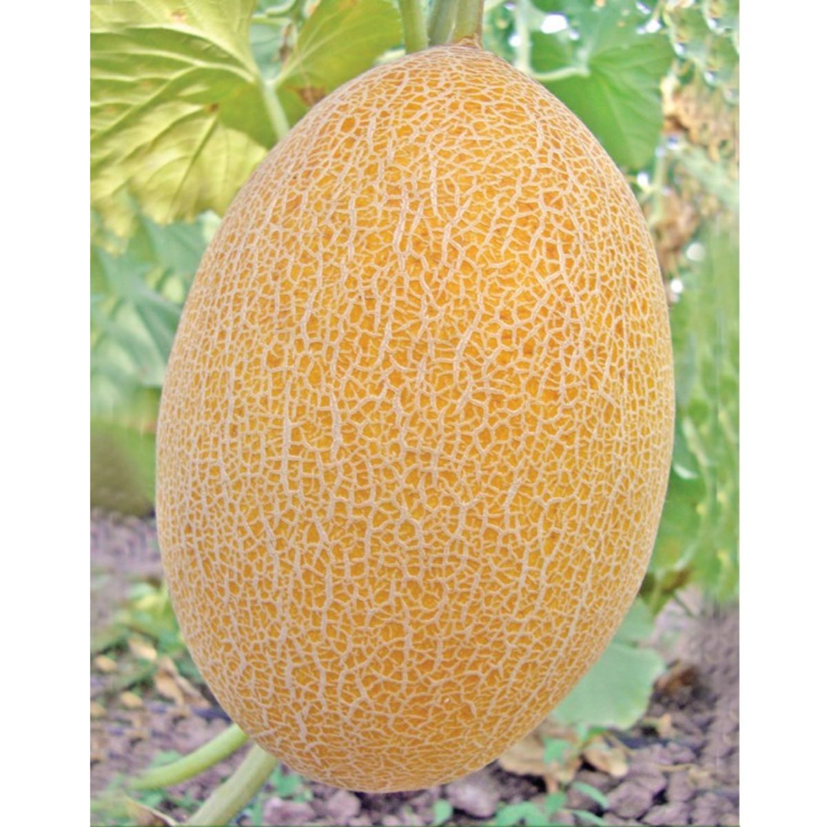 Seminte de pepene galben KEMER F1, 1000 seminte, YUKSEL, 1, hectarul.ro