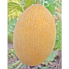 Seminte de pepene galben KEMER F1, 1000 seminte, YUKSEL