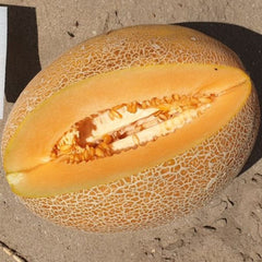 Seminte de pepene galben KEMER F1, 1000 seminte, YUKSEL