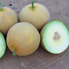 Seminte de pepene galben LOKMA F1, 500 seminte, YUKSEL