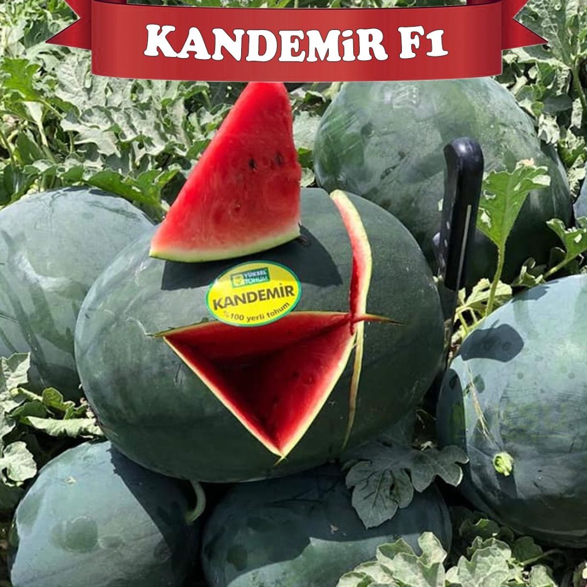 Seminte de pepene verde KANDEMIR F1, 1000 seminte, YUKSEL, 1, hectarul.ro