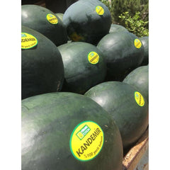 Seminte de pepene verde KANDEMIR F1, 1000 seminte, YUKSEL