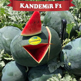 Hectarul - Seminte de pepene verde KANDEMIR F1, 500 seminte, YUKSEL