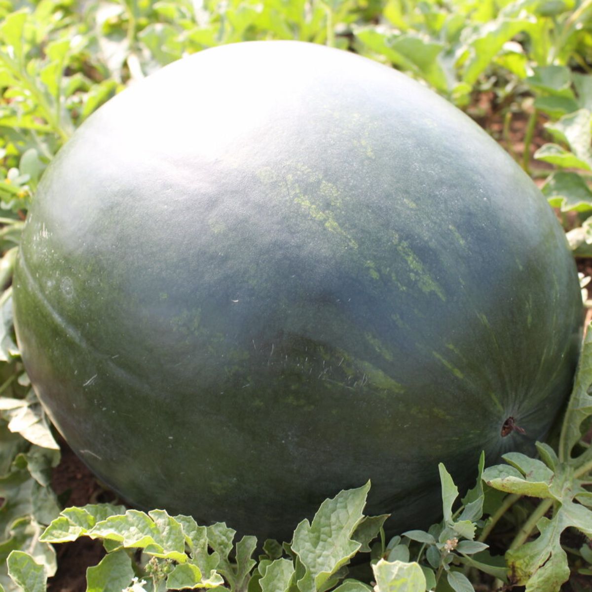 Seminte de pepene verde Lorian F1, 1000 seminte SYNGENTA, 1, hectarul.ro