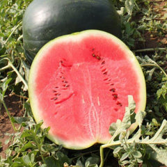 Seminte de pepene verde Lorian F1, 1000 seminte SYNGENTA