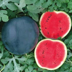 Seminte de pepene verde MANISA F1, 1000 seminte, YUKSEL