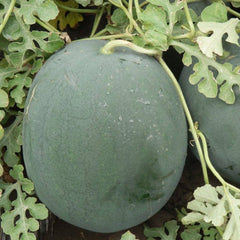 Seminte de pepene verde Pata Negra F1 250 seminte