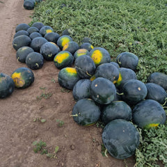 Seminte de pepene verde Red Star F1, 500 seminte NUNHEMS