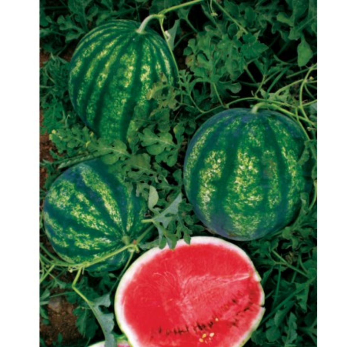 Seminte de pepene verde SEKER F1, 1000 seminte, YUKSEL, 1, hectarul.ro