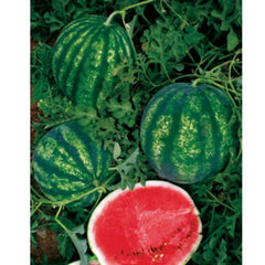 Seminte de pepene verde SEKER F1, 500 seminte, YUKSEL